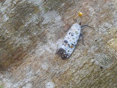 Pyrops watanabei
