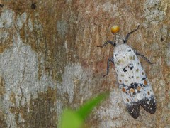 Pyrops watanabei