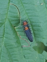 Agrilus ruficollis
