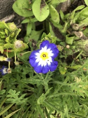 Convolvulus tricolor