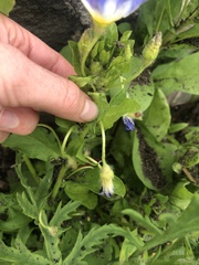 Convolvulus tricolor