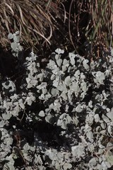 Helichrysum petiolare