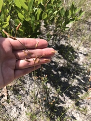 Fimbristylis puberula