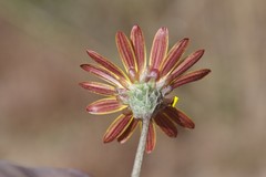 Haplocarpha lyrata