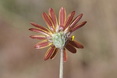 Haplocarpha lyrata