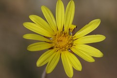 Haplocarpha lyrata