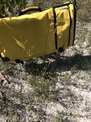 Fimbristylis puberula