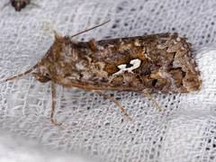 Syngrapha alias