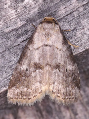 Hyperstrotia pervertens