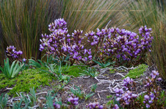 Gentianella foliosa