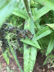 Chelymorpha cassidea