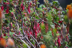 Ribes hirtum