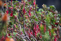 Ribes hirtum