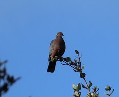 Patagioenas araucana