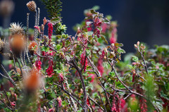 Ribes hirtum
