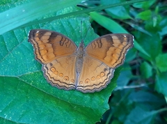 Junonia hedonia