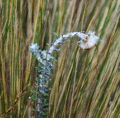 Lasiocephalus ovatus