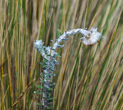 Lasiocephalus ovatus