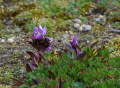 Gentianella foliosa