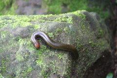 Harpagophoridae