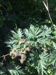 Rubus