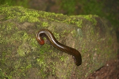 Harpagophoridae