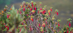 Ribes hirtum
