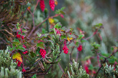 Ribes hirtum