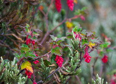 Ribes hirtum