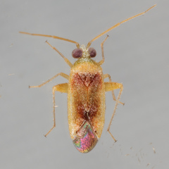 Parthenicus taxodii