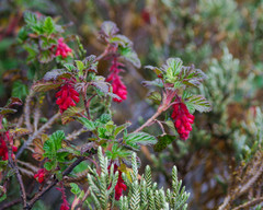 Ribes hirtum
