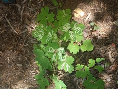 Phytomyza minuscula group