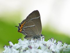 Satyrium w-album