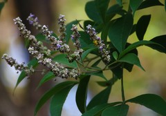 Vitex altissima