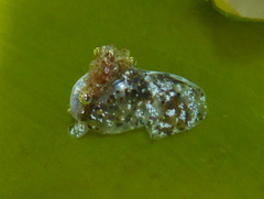Haminoea elegans image