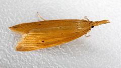 Donacaula forficella