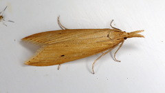 Donacaula forficella