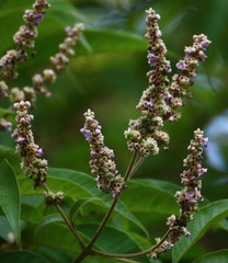 Vitex altissima