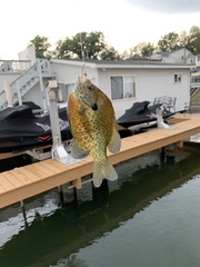 Lepomis gibbosus × macrochirus