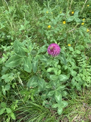 Trifolium pratense