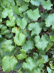 Vitis rotundifolia rotundifolia
