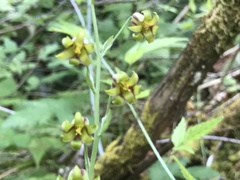 Stenanthium occidentale