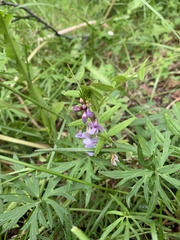 Vicia sepium