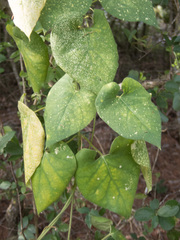 Matelea reticulata