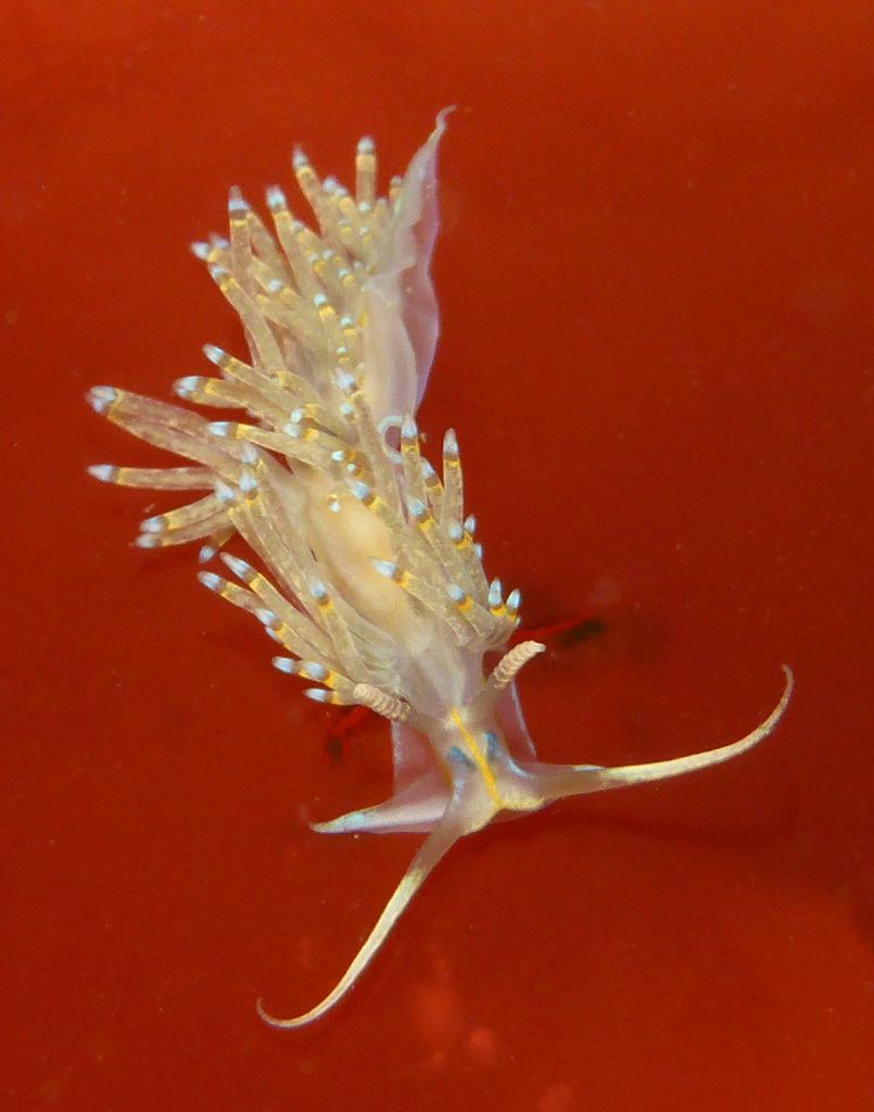 Dondice jupiteriensis