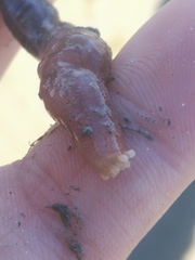 Leptosynapta