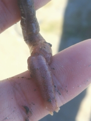 Leptosynapta