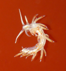 Flabellina