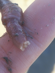 Leptosynapta