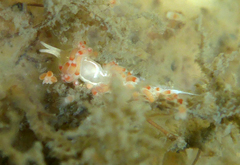 Flabellina